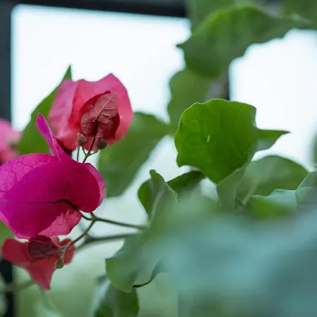 Iris Garden 4* Corinthe